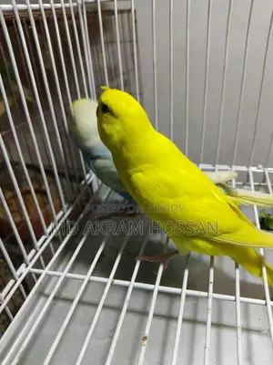 বাজরীগার পাখি