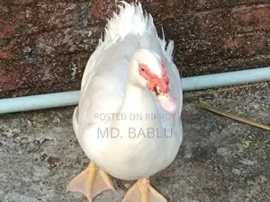 সাদা চিনা হাস রানিং মেল সেল হবে