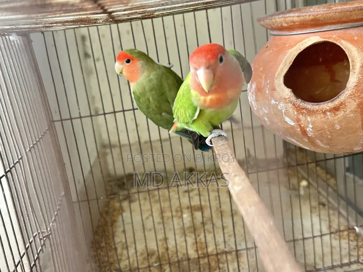 Love Bird