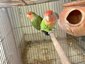 Love Bird