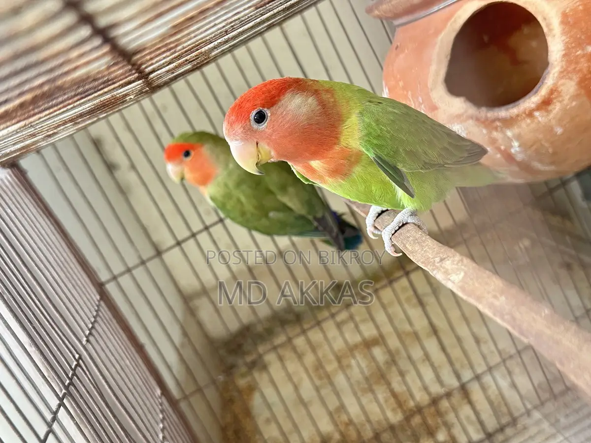 Love Bird