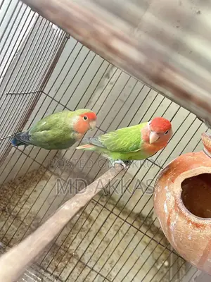 Love Bird