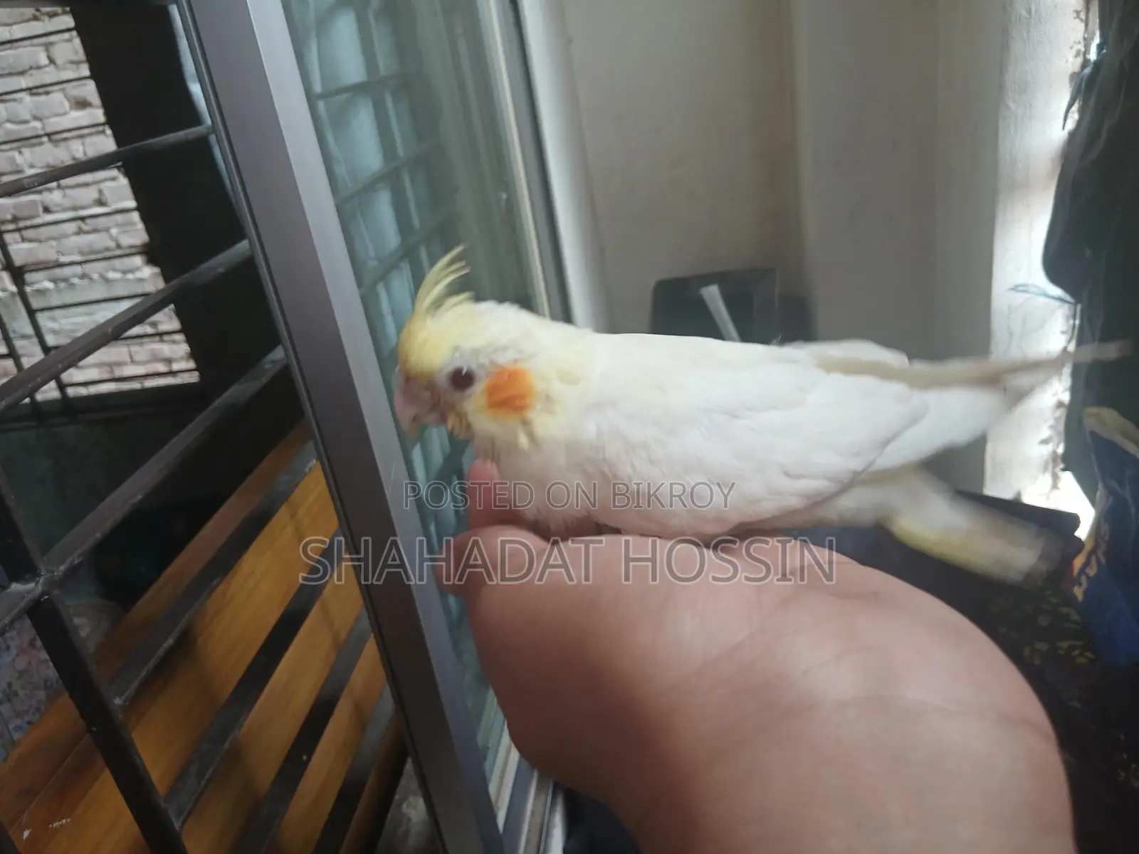 Red Eye Lutino Cockatiel