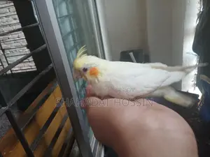 Red Eye Lutino Cockatiel