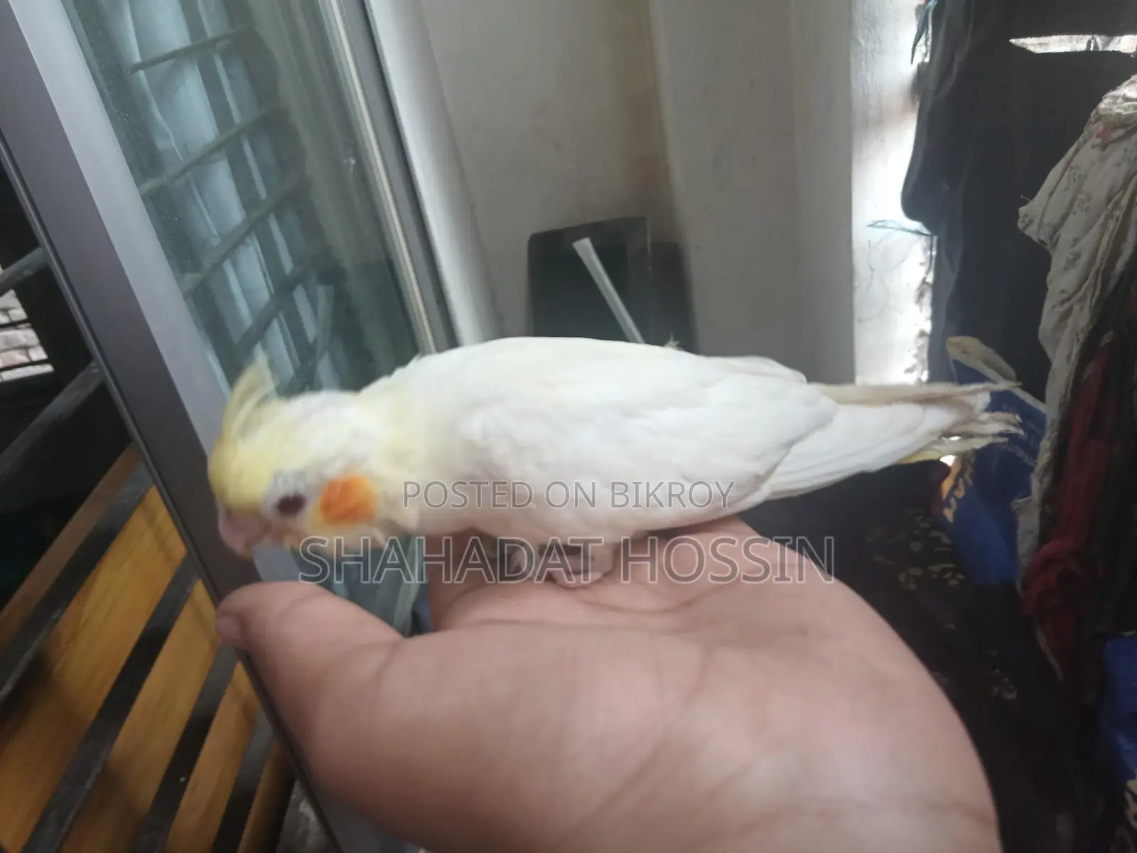 Red Eye Lutino Cockatiel