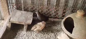Running King Quail For Sale... Dhamaka Offer