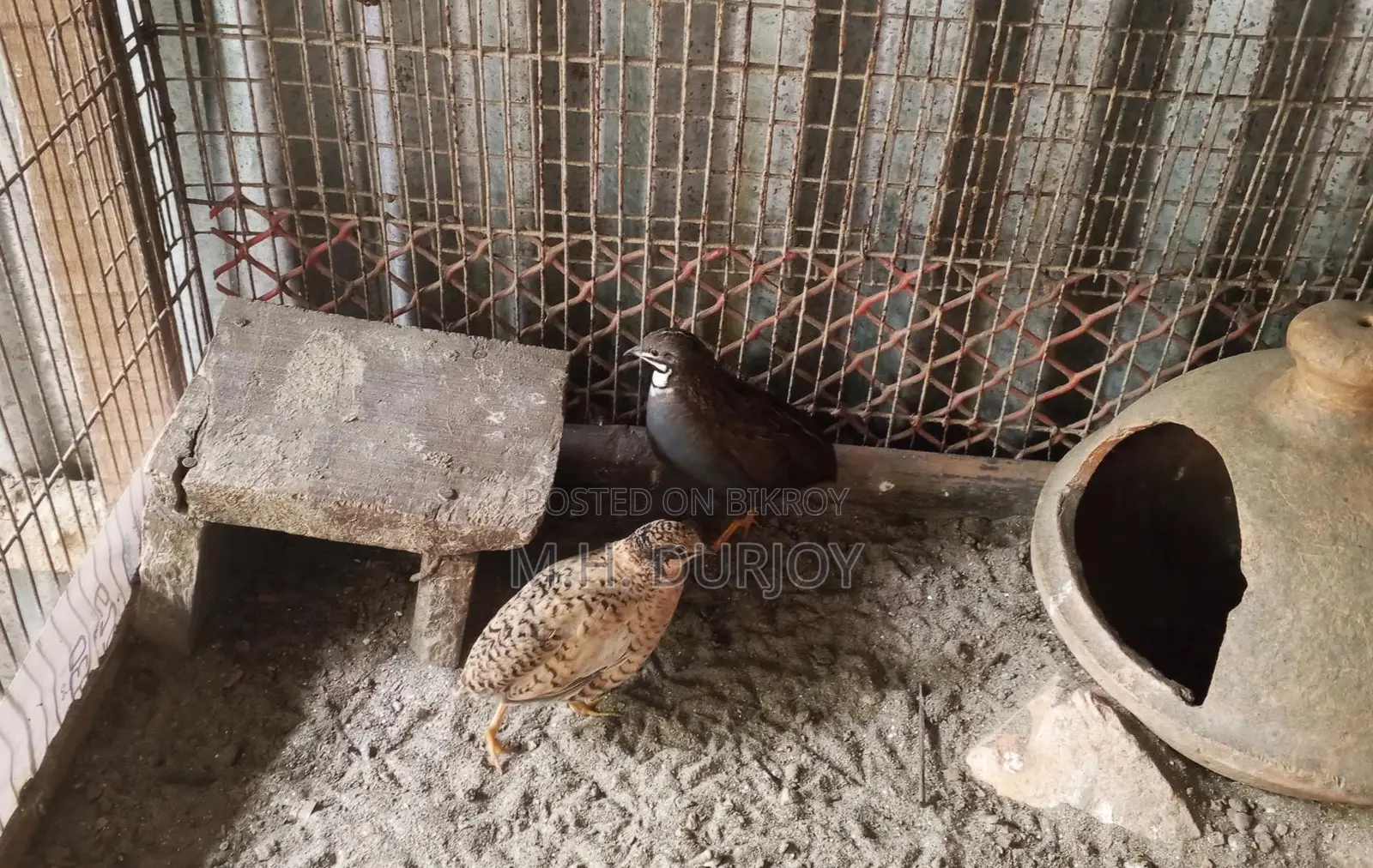 Running King Quail For Sale... Dhamaka Offer