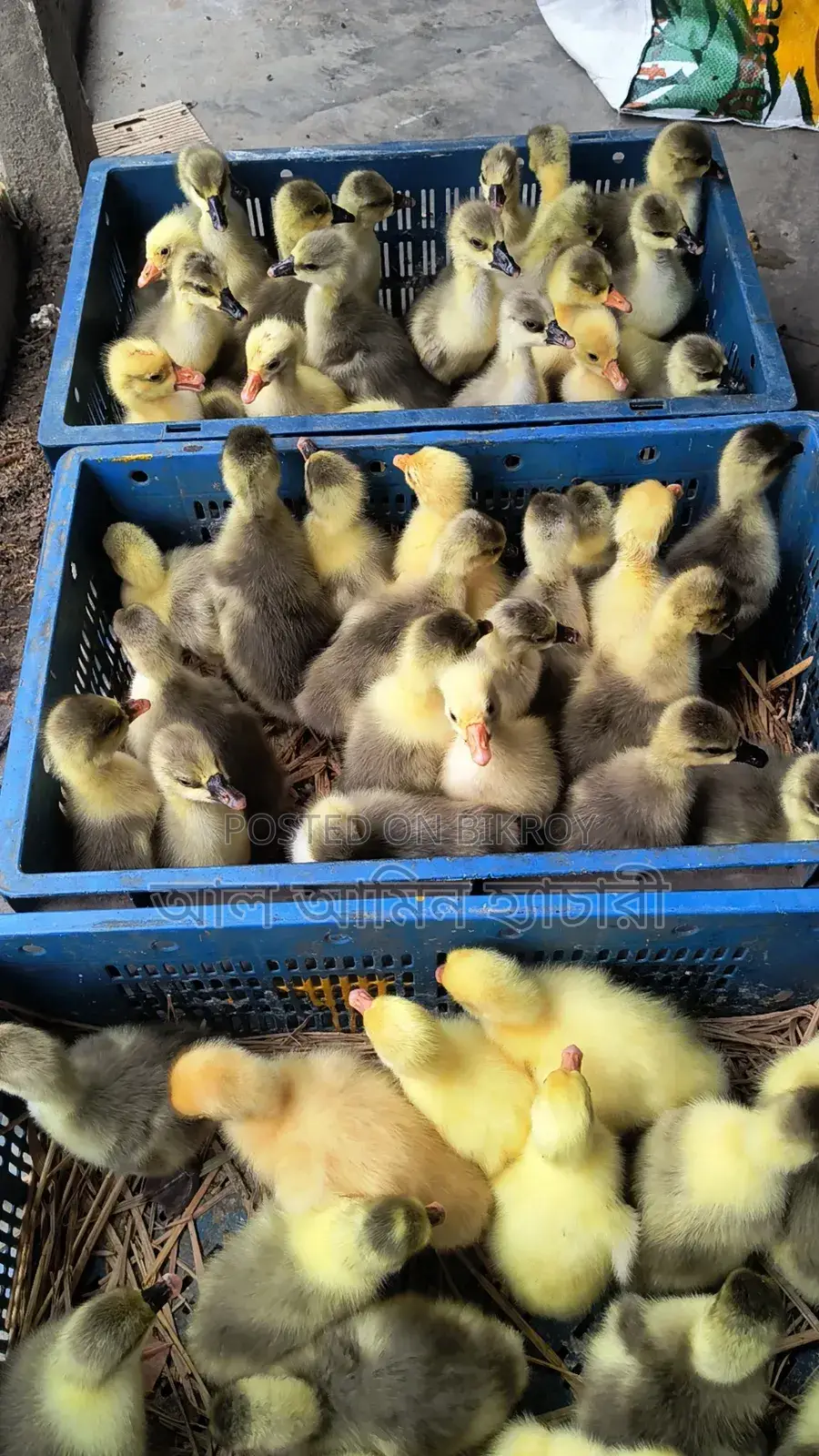 Ducklings for Sale