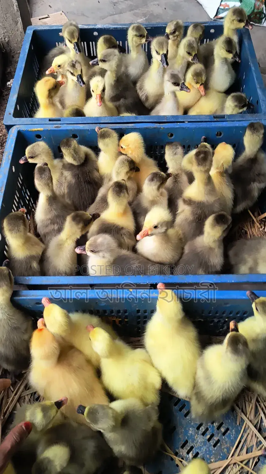 Ducklings for Sale