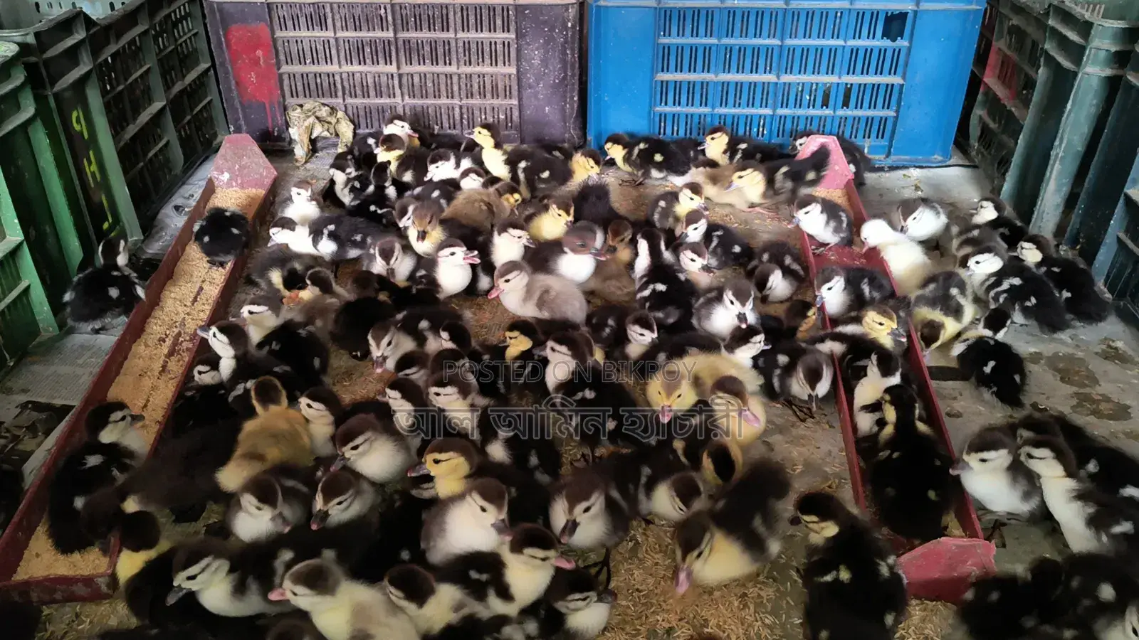 Ducklings for Sale