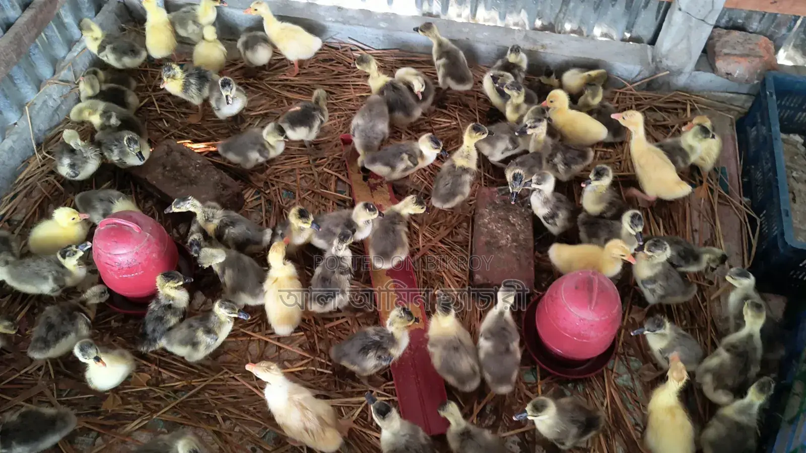 Ducklings for Sale