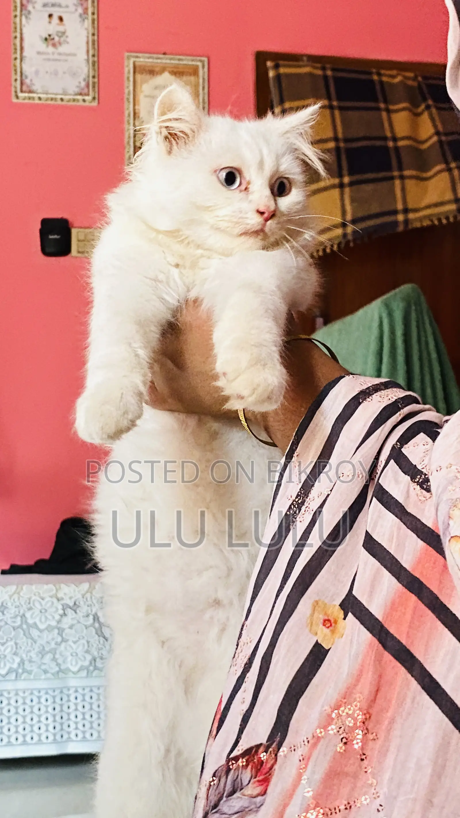 Persian Cat