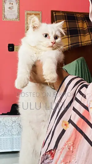 Persian Cat