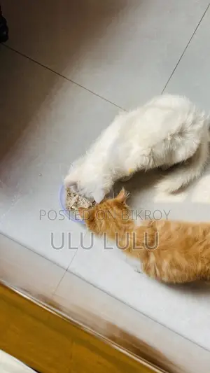 Persian Cat