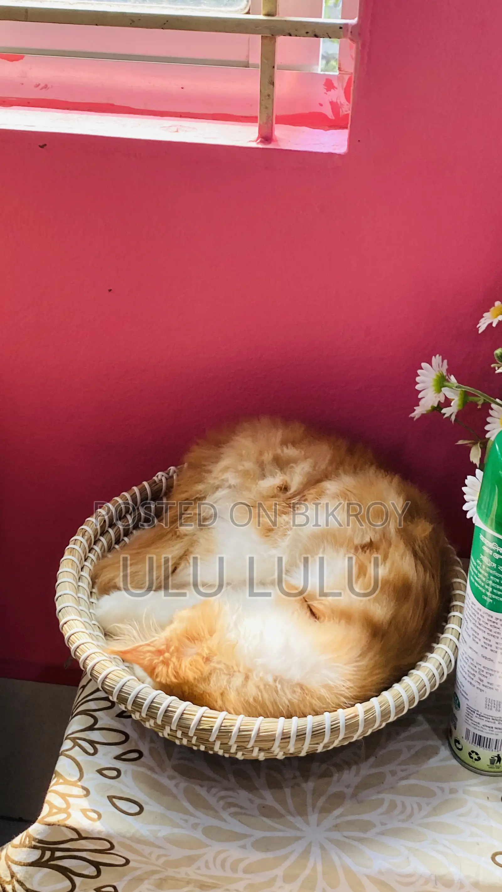 Persian Cat