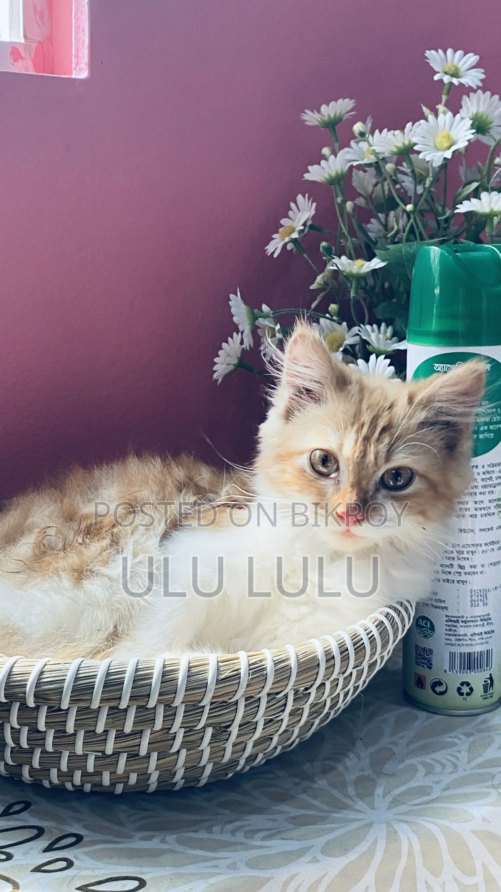 Persian Cat