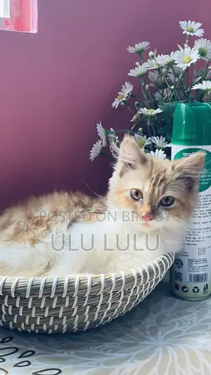Persian Cat