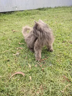Female Persian Cat