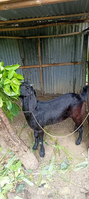 কুরবানী উপযোগী খাসি ছাগল