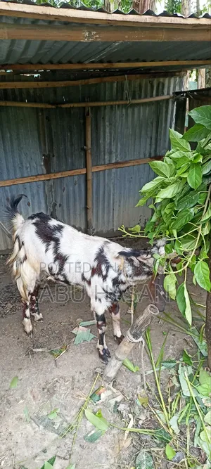কুরবানী উপযোগী খাসি ছাগল