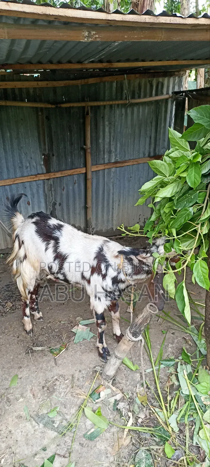 কুরবানী উপযোগী খাসি ছাগল