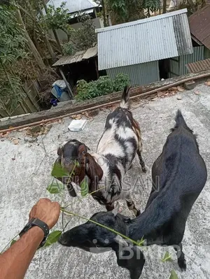 কুরবানী উপযোগী খাসি ছাগল