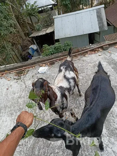 কুরবানী উপযোগী খাসি ছাগল