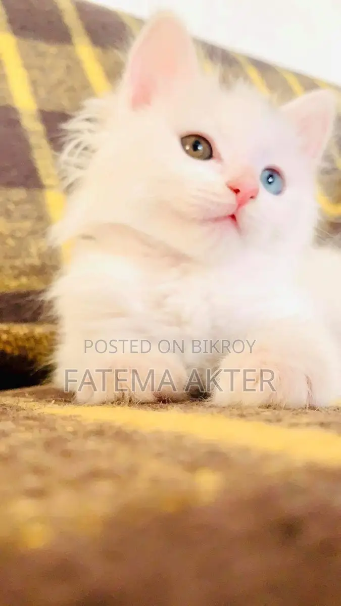Persian Dual Colour Eyes Cat