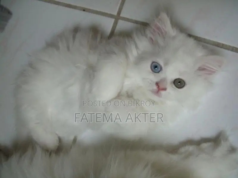 Persian Dual Colour Eyes Cat