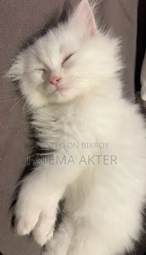Persian Dual Colour Eyes Cat