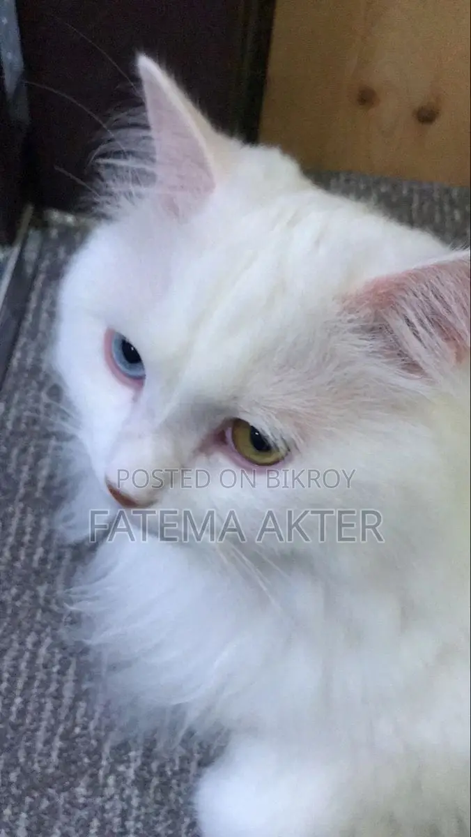 Persian Dual Colour Eyes Cat