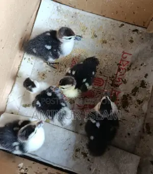 চিন হাসের বাচ্ছা বিক্রয় হবে।
