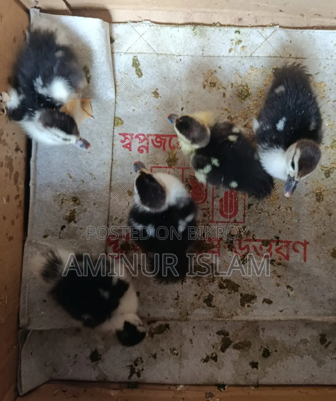 চিন হাসের বাচ্ছা বিক্রয় হবে।
