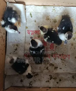চিন হাসের বাচ্ছা বিক্রয় হবে।
