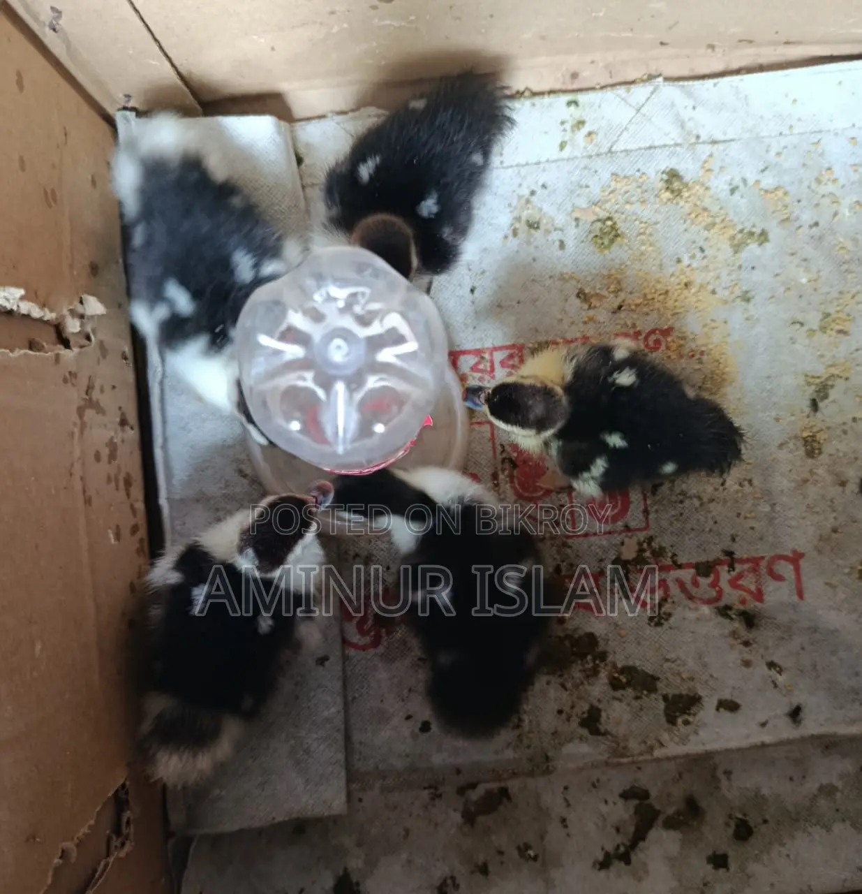 চিন হাসের বাচ্ছা বিক্রয় হবে।