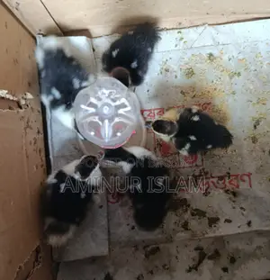 চিন হাসের বাচ্ছা বিক্রয় হবে।