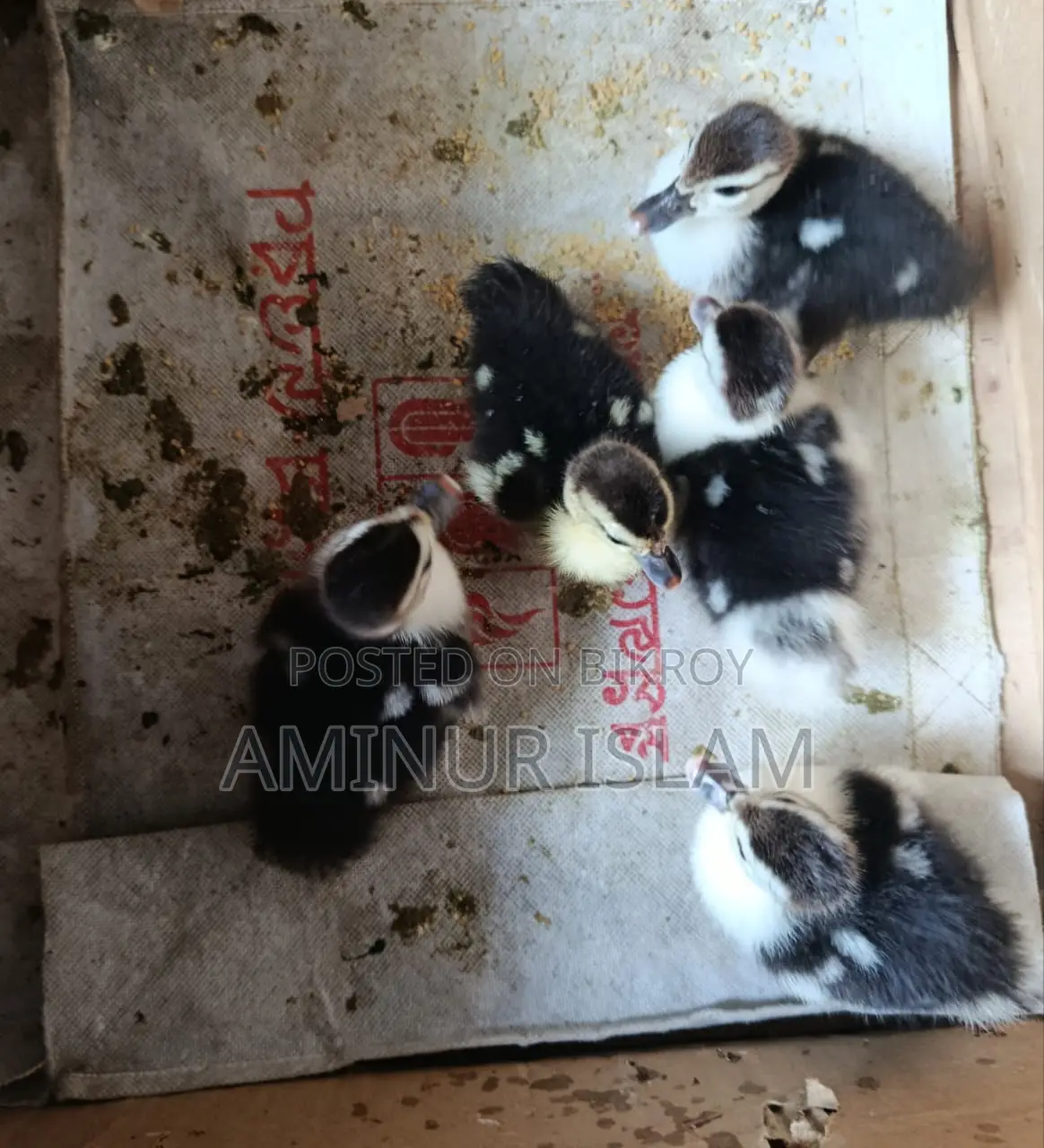 চিন হাসের বাচ্ছা বিক্রয় হবে।