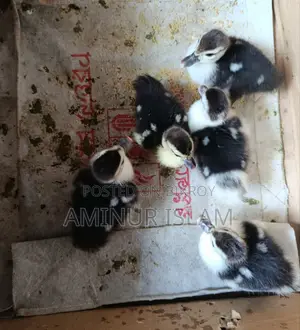 চিন হাসের বাচ্ছা বিক্রয় হবে।