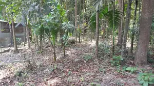 Urgent sale of 4.5 decimal and 3 decimal land