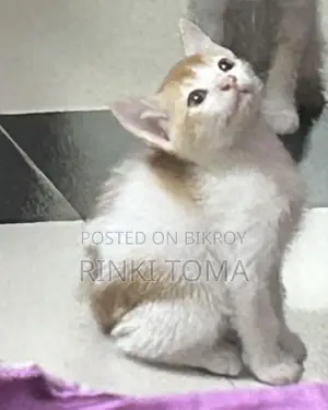 Cat for Adoption
