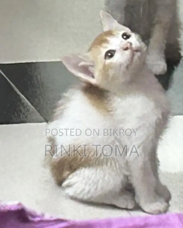 Cat for Adoption
