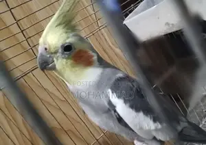Cocatel Bird Sell Urgent
