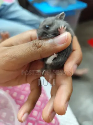 Russian Dwarf Hamster 6 Weeks