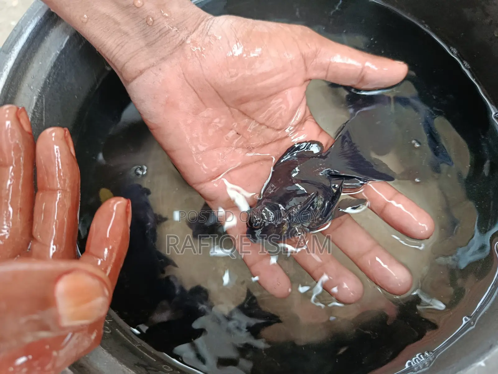 Black Moor Goldfish