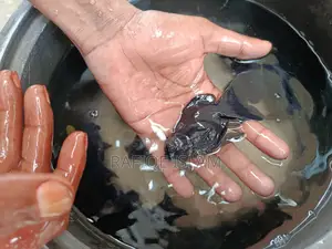 Black Moor Goldfish