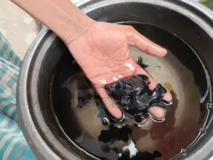Black Moor Goldfish
