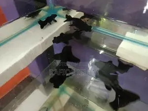 Black Moor Goldfish