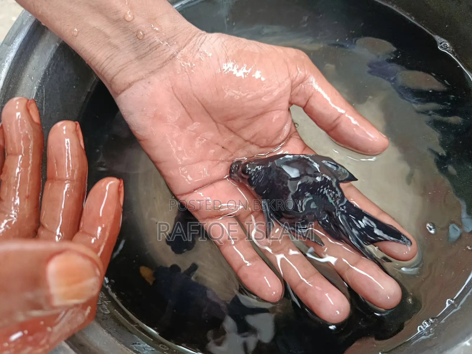 Black Moor Goldfish