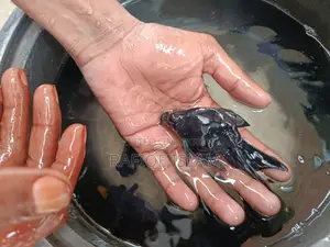 Black Moor Goldfish