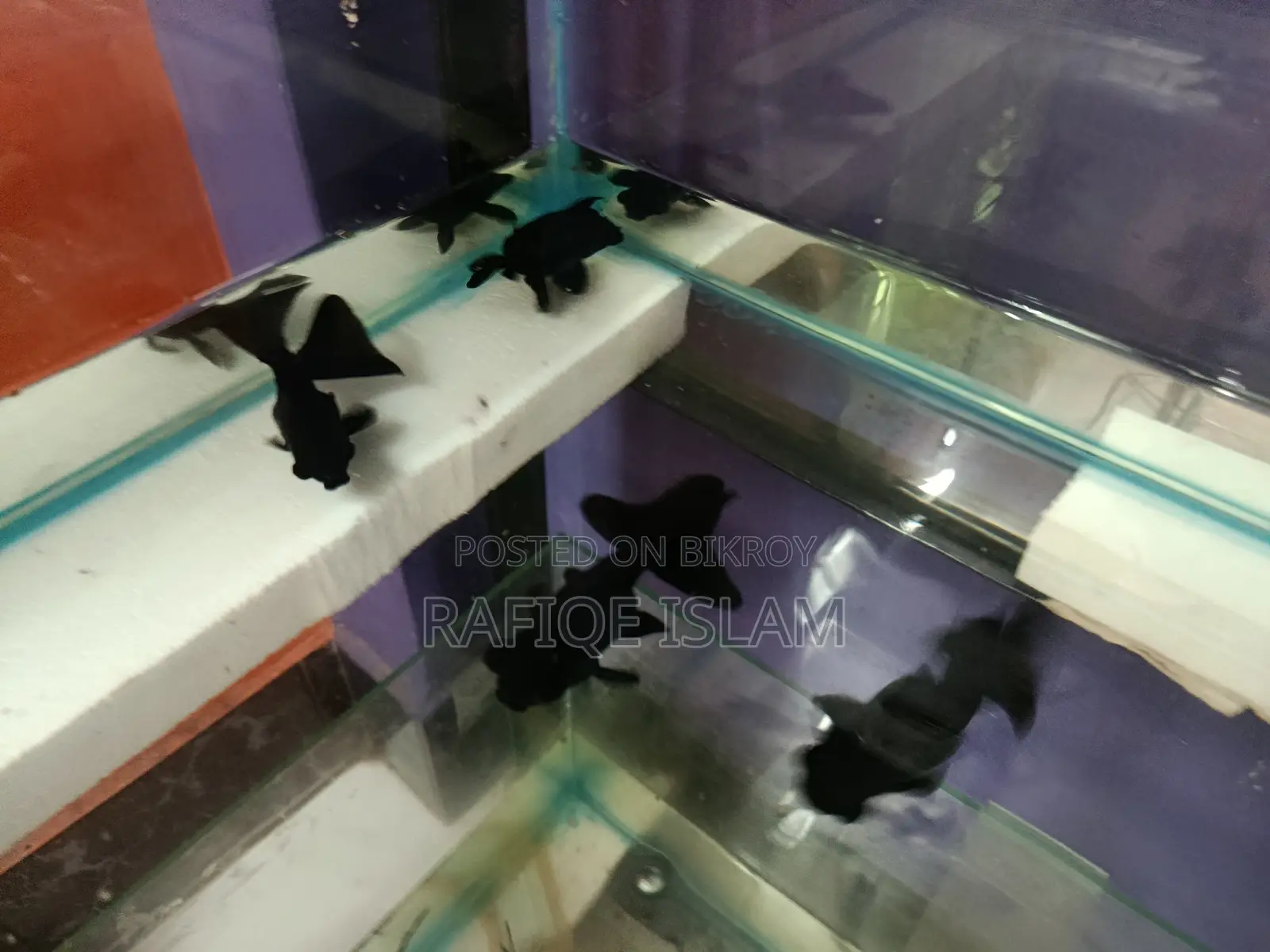 Black Moor Goldfish